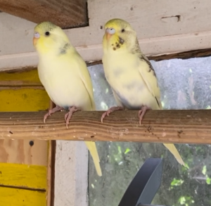 Gelbie 1 und 2, links Zimt